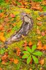 Slovenia, Triglav National Park. Close-up of fallen autumn leaves on ground. Art Print